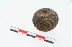 Foto von Glasaugenperle (NHMW-PRAE-025617)